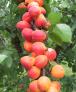 Click for 1 image(s) for this accession. Fruit